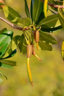 Red Mangrove (Rhizophora mangle)
