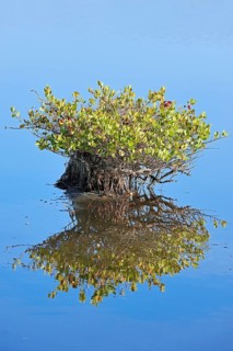 Red Mangrove (Rhizophora mangle)