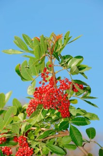 Brazilian Pepper