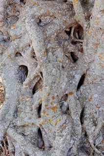 Florida Strangler Fig or Strangler Fig (Ficus aurea)