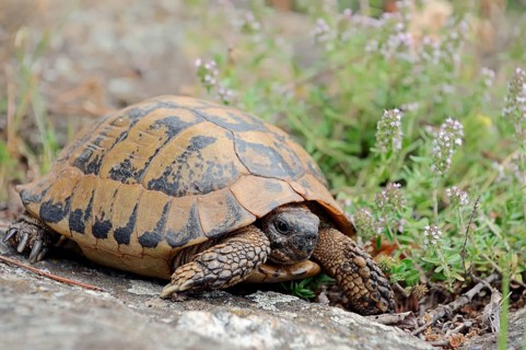Eastern Hermann's Tortoise (Testudo hermanni boettgeri)