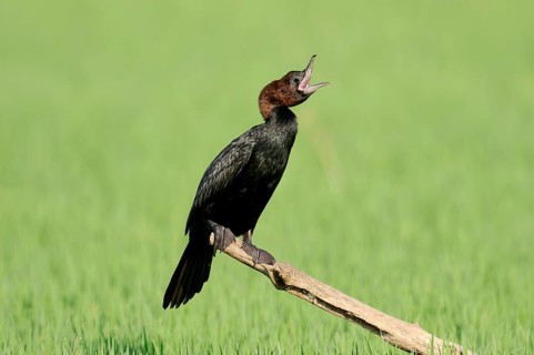 Pygmy Cormorant (Phalacrocorax pygmaeus)