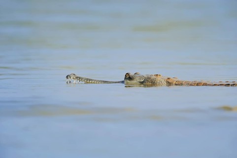 Indian Gharial