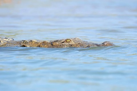 Mugger Crocodile or Indian Marsh Crocodile (Crocodylus palustris) swimming in water