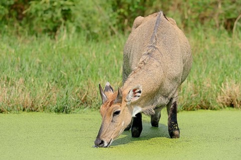 Nilgai or Nilgau antelope (Boselaphus tragocamelus)