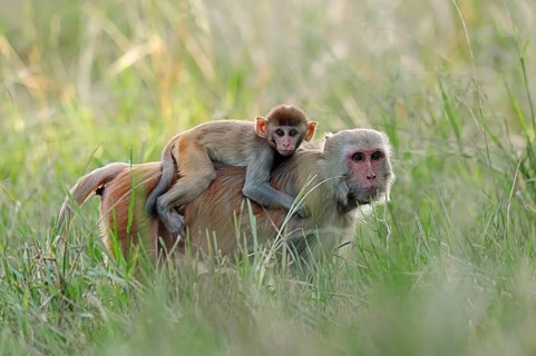 Rhesus Macaque or Rhesus Monkey (Macaca mulatta)