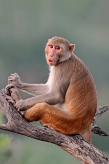 Rhesus Macaque or Rhesus Monkey (Macaca mulatta)