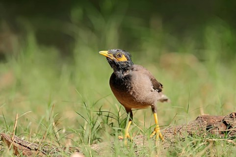 Common Myna or Indian Myna (Acridotheres tristis)