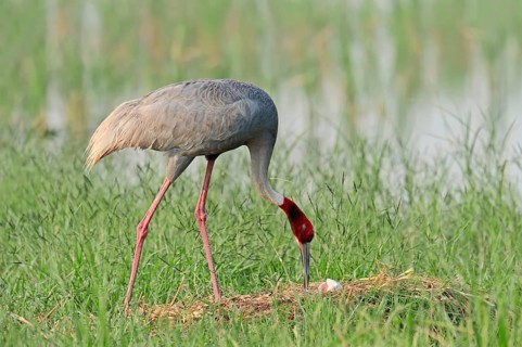 Sarus Crane (Grus antigone) at the nest