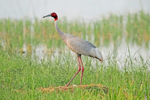 Sarus Crane (Grus antigone) at the nest