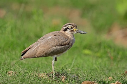 Great Stone-curlew or Great Thick-knee (Esacus recurvirostris