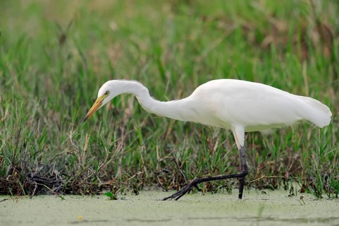 Yellow-billed Egret or Intermediate Egret (Egretta intermedia