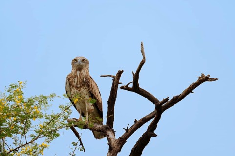 Short-toed Snake Eagle (Circaetus gallicus)