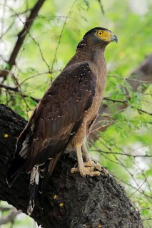 Crested Serpent Eagle (Spilornis cheela)