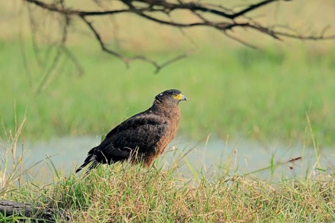 Crested Serpent Eagle (Spilornis cheela)