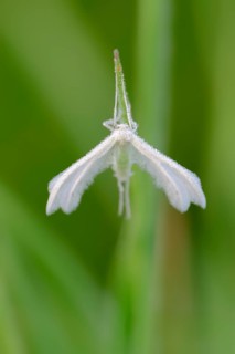 White Plume Moth (Pterophorus pentadactyla)