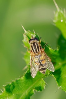 Common Hoverfly (Helophilus pendulus)