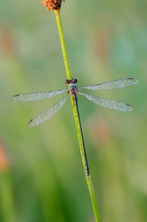 Willow Emerald Damselfly (Lestes viridis)