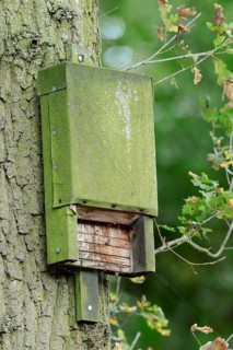 Bat box on a tree