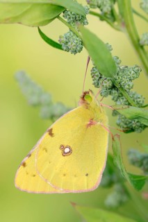 Dark Clouded Yellow (Colias croceus)