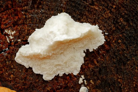 Bitter Bracket (Oligoporus stipticus)