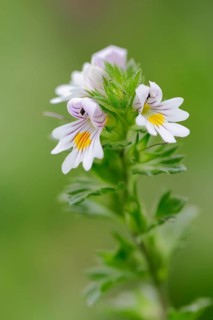 Eyebright (Euphrasia officinalis