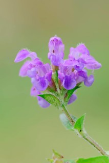 Large Self-heal (Prunella grandiflora)
