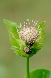 Cabbage Thistle (Cirsium oleraceum)