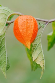 Bladder Cherry or Chinese Lantern (Physalis franchetii