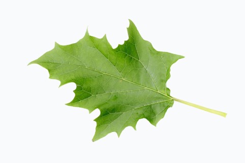 Jimson Weed or Datura (Datura stramonium)