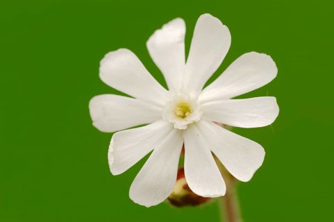 White Campion or Bladder Campion (Silene latifolia