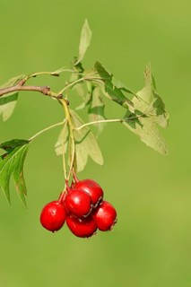 Common Hawthorn or Single-seeded Hawthorn (Crataegus monogyna)