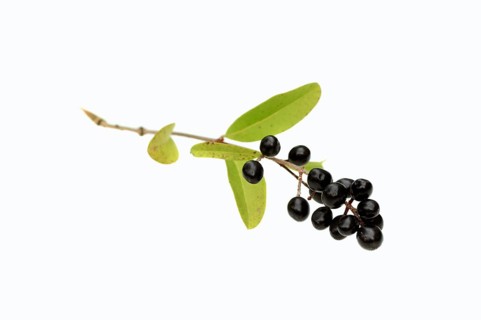 Wild Privet