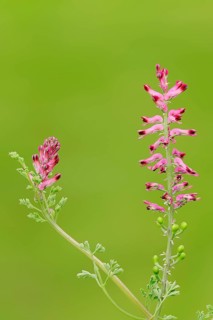 Common Fumitory or Earth Smoke (Fumaria officinalis)