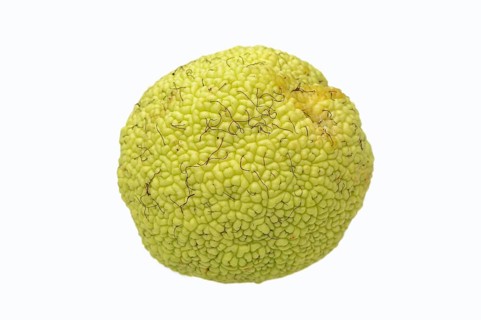 Osage Orange