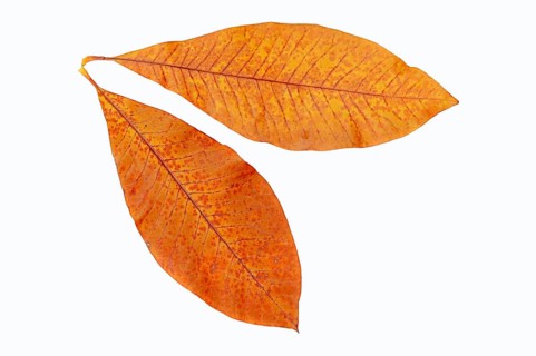 Schirmmagnolie (Magnolia tripetala)