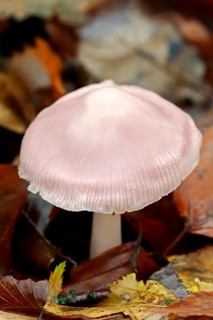 Lilac Bonnet  (Mycena pura)