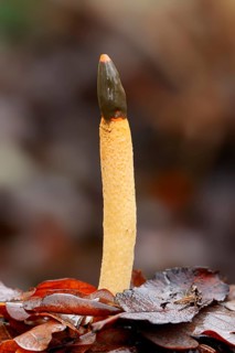 Dog Stinkhorn (Mutinus caninus)