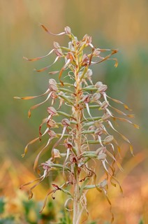 Lizard Orchid (Himantoglossum hircinum