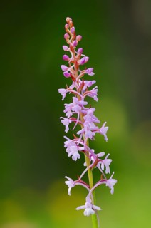 Fragrant Orchid (Gymnadenia conopsea)