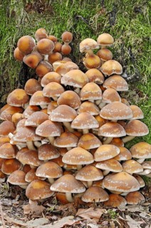 Brick Cap or Brick Tuft Mushroom (Hypholoma sublateritium)
