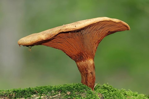 Brown Roll-rim or Poison Pax (Paxillus involutus)