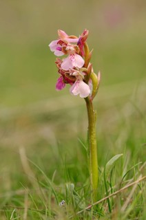 Green-winged Orchid or Green-veined Orchid (Orchis morio