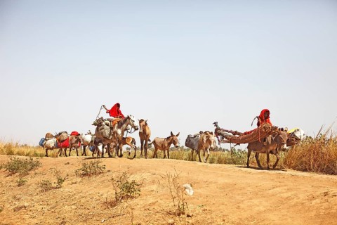 Choa nomads with donkeys and horses at Maga Dam
