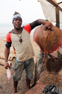 Fisherman holding up a Stingray (Dasyatis) in the fishing port