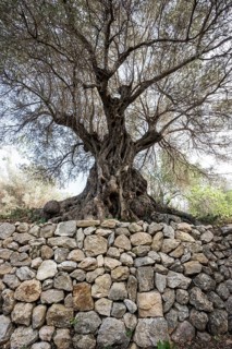Ancient Olive Trees (Olea europaea)