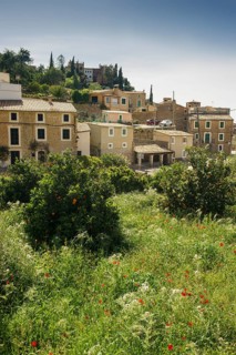 Village and a flower meadow