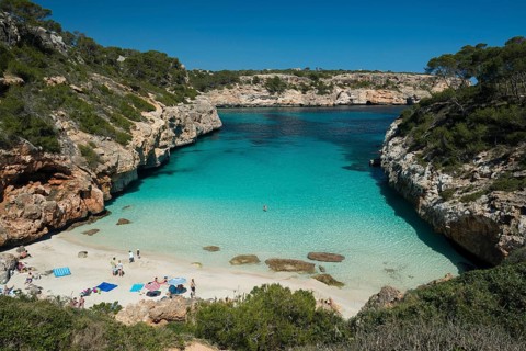 Bay with a sandy beach and pine trees
