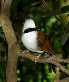 White-crested Laughing Thrush (Garrulax leucolophus)