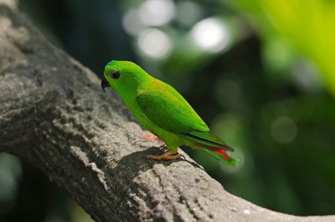 Blue-crowned Hanging Parrot (Loriculus galgulus)